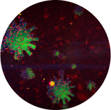 La contagion intrafamiliale