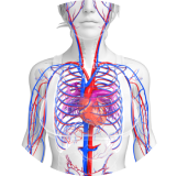 Les troubles circulatoires sanguins