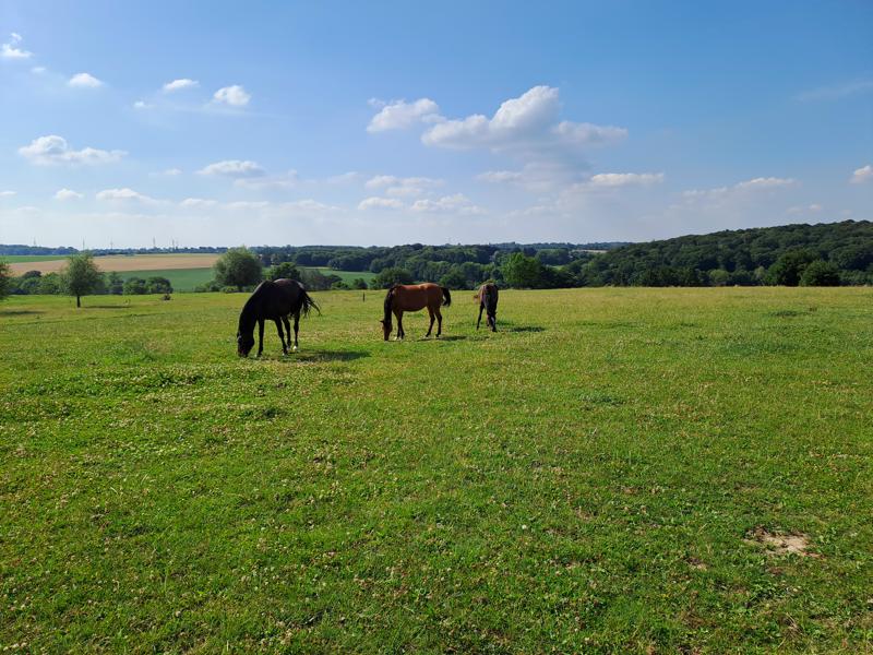 Photo 2 - Hippothérapie- Thérapie assistée avec le cheval, Rue Mautienne 15, Bossière