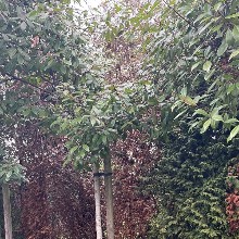 Polixenia Kovatcheva